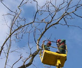 Deadwood pruning