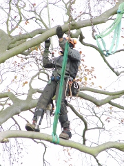 Removal of Dead and Dangerous Trees