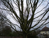 Crown Thinning