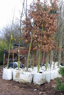 Planting